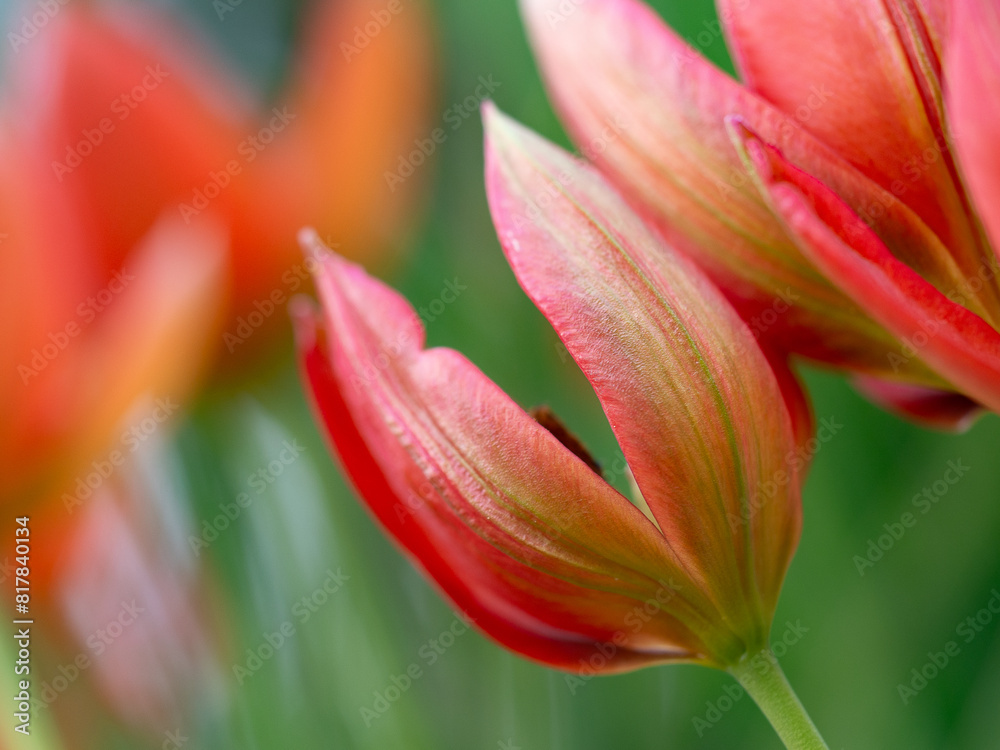 Vibrant arrangement of red tulips surrounded by lush green foliage Vibrant arrangement of red tulips surrounded by lush green foliage