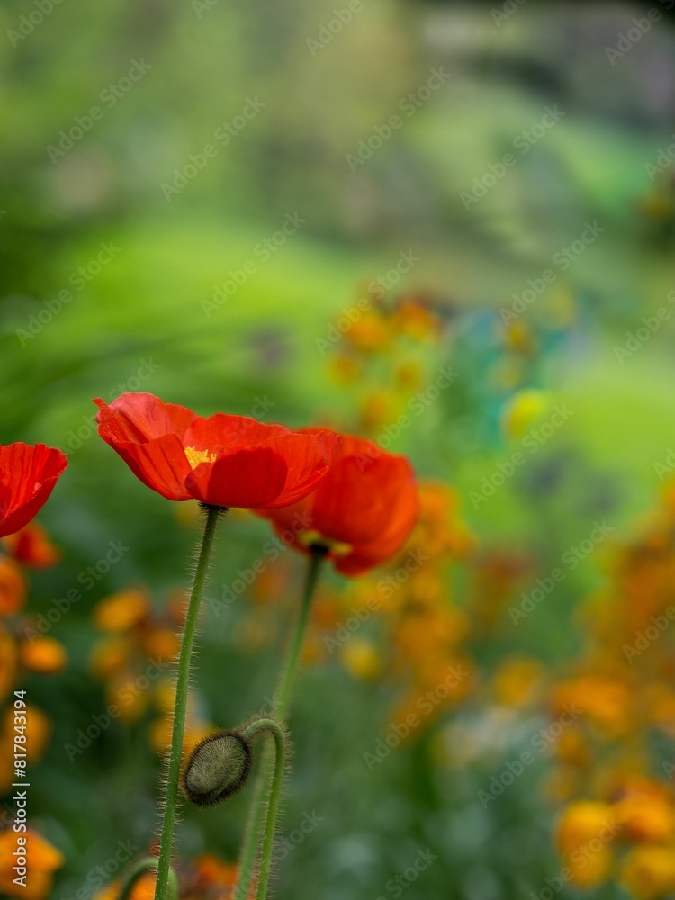 Naklejka premium a field of red and orange flowers in sunlight setting in the background