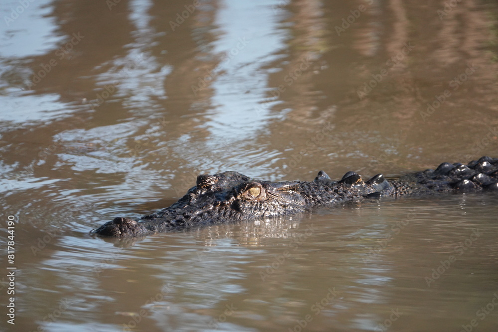 Fototapeta premium a kakadu crocodile is in a body of water near some trees