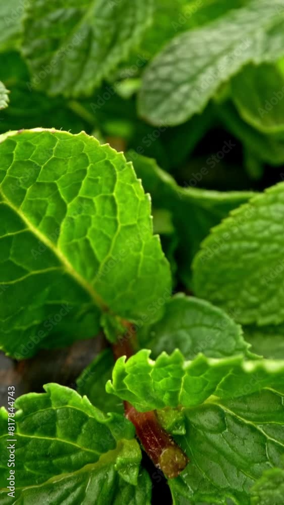 Green mint leaves. Rich green spearmint foliage on dark wooden table. Camera moving backwards. Slider vertical shot Green mint leaves. Rich green spearmint foliage on dark wooden table. Camera moving backwards. Slider vertical shot