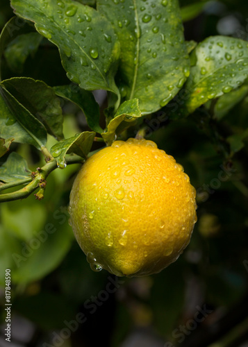 Lemon Tree close up details of a beautiful yellow fruit hanging on the branch with water droplets