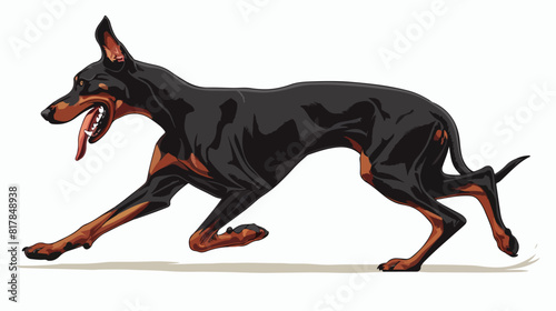 Doberman Pinscher dog running with tongue hanging 