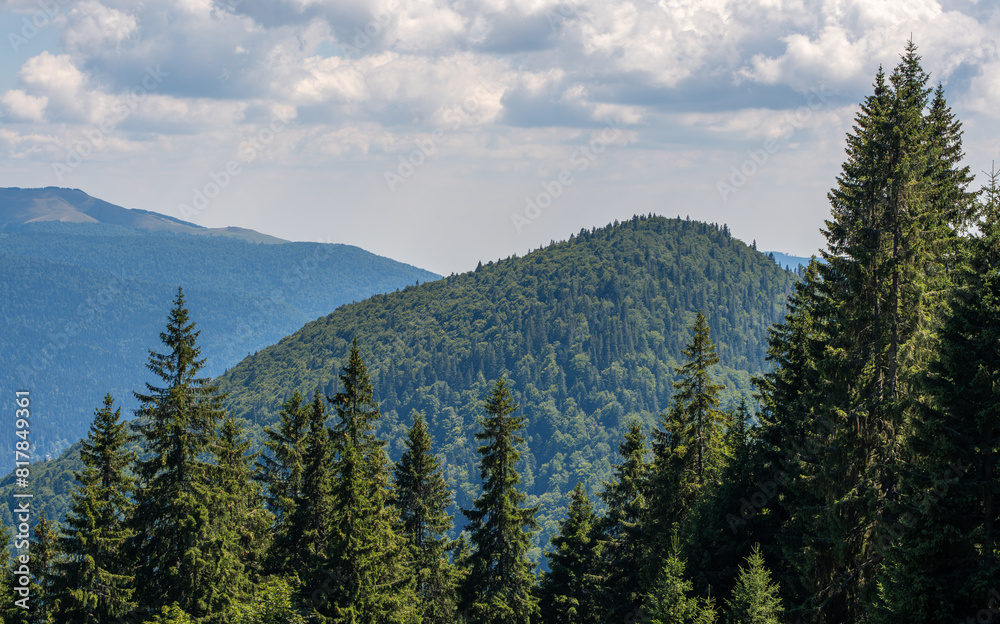 Lush forest enveloped by an enchanting array of trees, with majestic mountains in the backdrop Lush forest enveloped by an enchanting array of trees, with majestic mountains in the backdrop