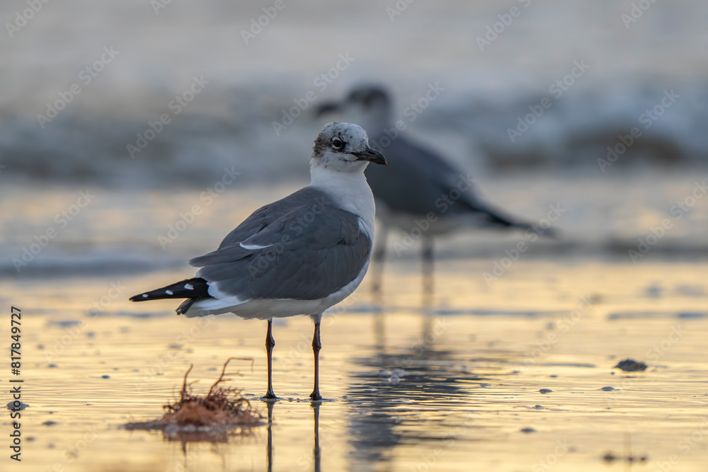 Ring-billed gull perched gracefully on the sandy beach at sunset. Ring-billed gull perched gracefully on the sandy beach at sunset.