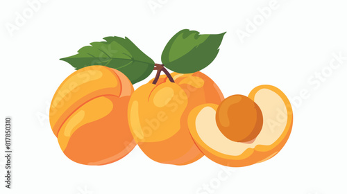 Drawn ripe fruit of apricot with peduncle and leaf. photo