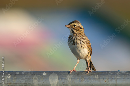 Focus shot of a brown sparrow bird perched on a metal railing © Wirestock