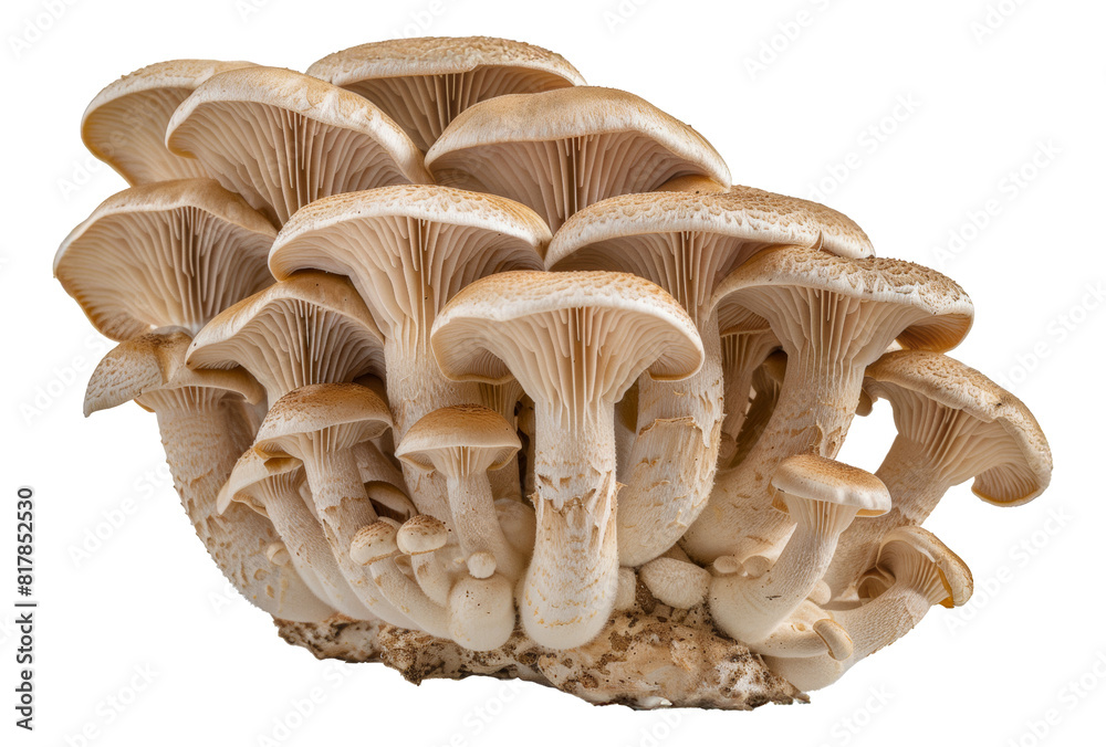 Fresh organic mushrooms, cut out - stock png. Fresh organic mushrooms, cut out - stock png.