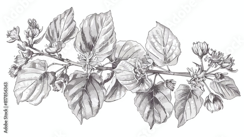 Elegant drawing of linden leaves beautiful blooming f