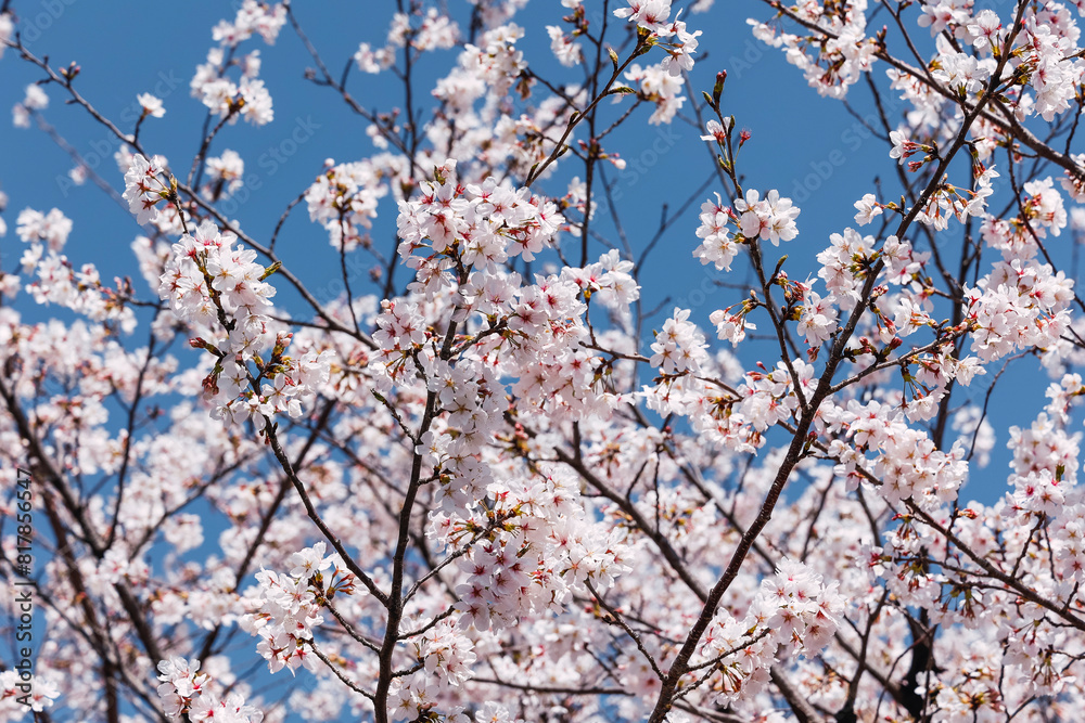 Flowering cherry blossom tree under a clear blue sky. Flowering cherry blossom tree under a clear blue sky.