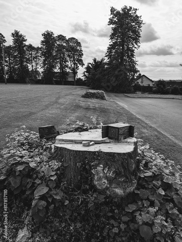 Tree stump and bird house