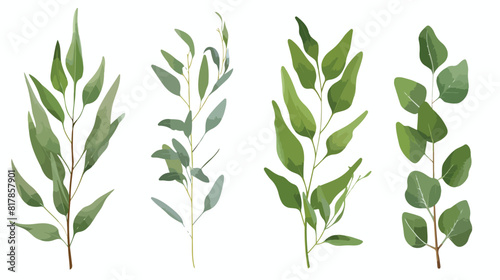 Eucalyptus gunnii branches realistic vector illustration