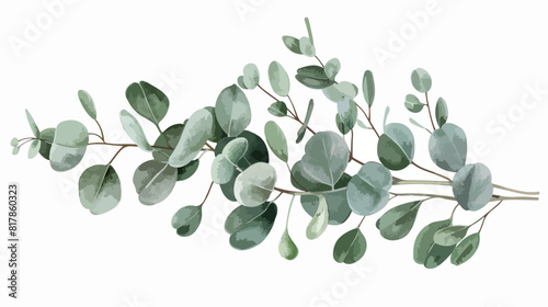 Eucalyptus sprig with green leaves isolated on white