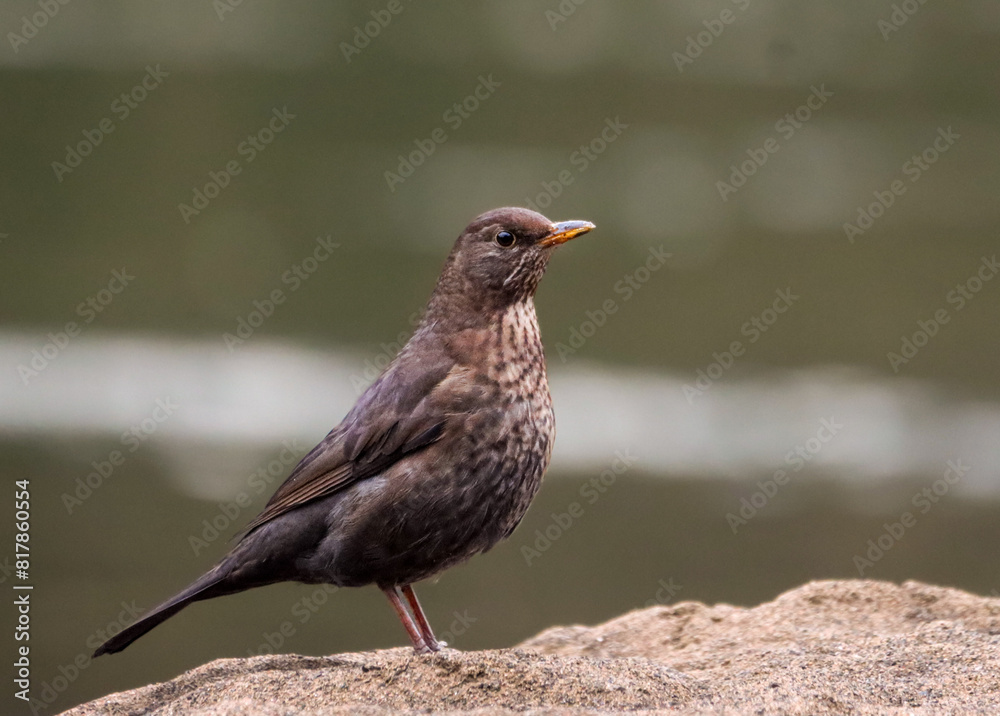 a Female black bird is sitting on a rock near a pond a Female black bird is sitting on a rock near a pond