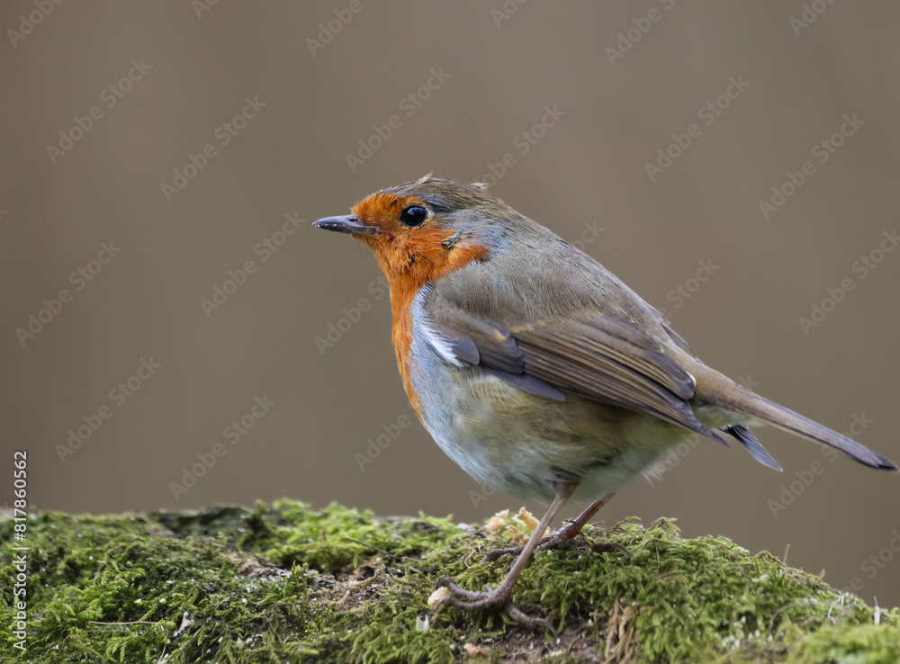 Robin Bird perched on moss-covered ground Robin Bird perched on moss-covered ground
