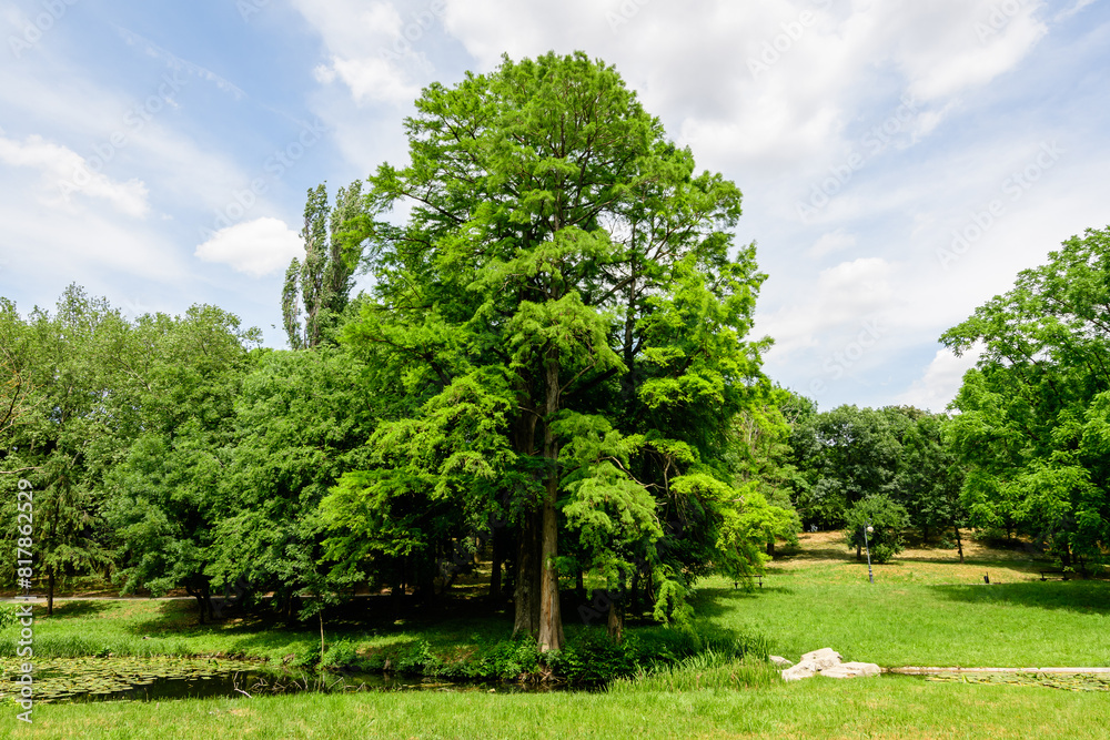 Vivid landscape in Nicolae Romaescu park from Craiova in Dolj county, Romania, with lake, waterlillies and large green tres in a beautiful sunny spring day with blue sky and white clouds