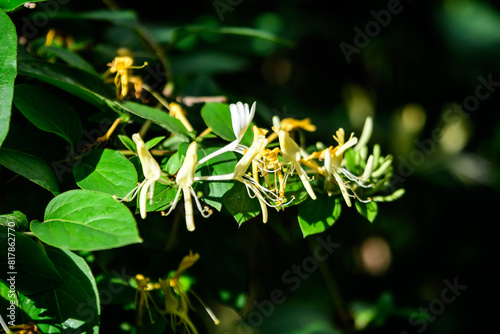 Green bush with fresh vivid yellow and white flowers of Lonicera periclymenum plant, known as European honeysuckle or woodbine in a garden in a sunny summer day, beautiful outdoor floral background. photo