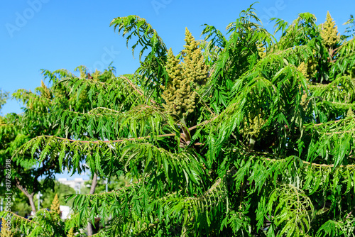 Minimalist monochrome background with large green leaves and small flowers of Rhus shrub, commonly known as sumac, sumach or sumaq, in a a garden in a sunny summer day.