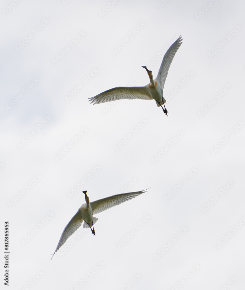 Obraz premium Spoonbill birds in flight