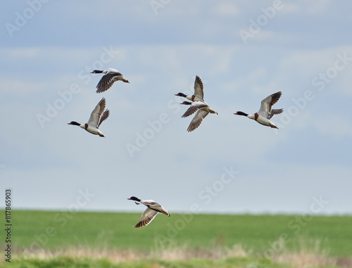 Wild ducks in flight