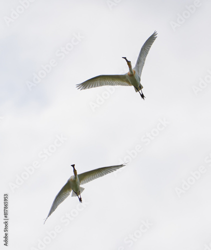 Spoonbill birds in flight