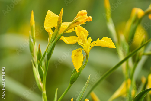 Yellow iris flowers in a marsh