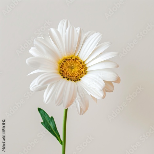 Elegant Single White Daisy Flower on Soft Neutral Background