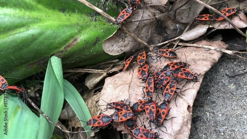 The firebug, Pyrrhocoris apterus, insect of the family Pyrrhocoridae
