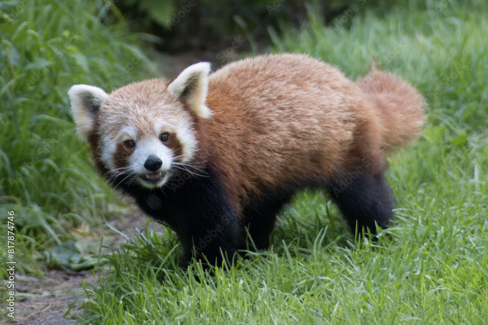 Obraz premium red panda in the forest