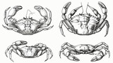 Four of elegant drawings of various types of crabs