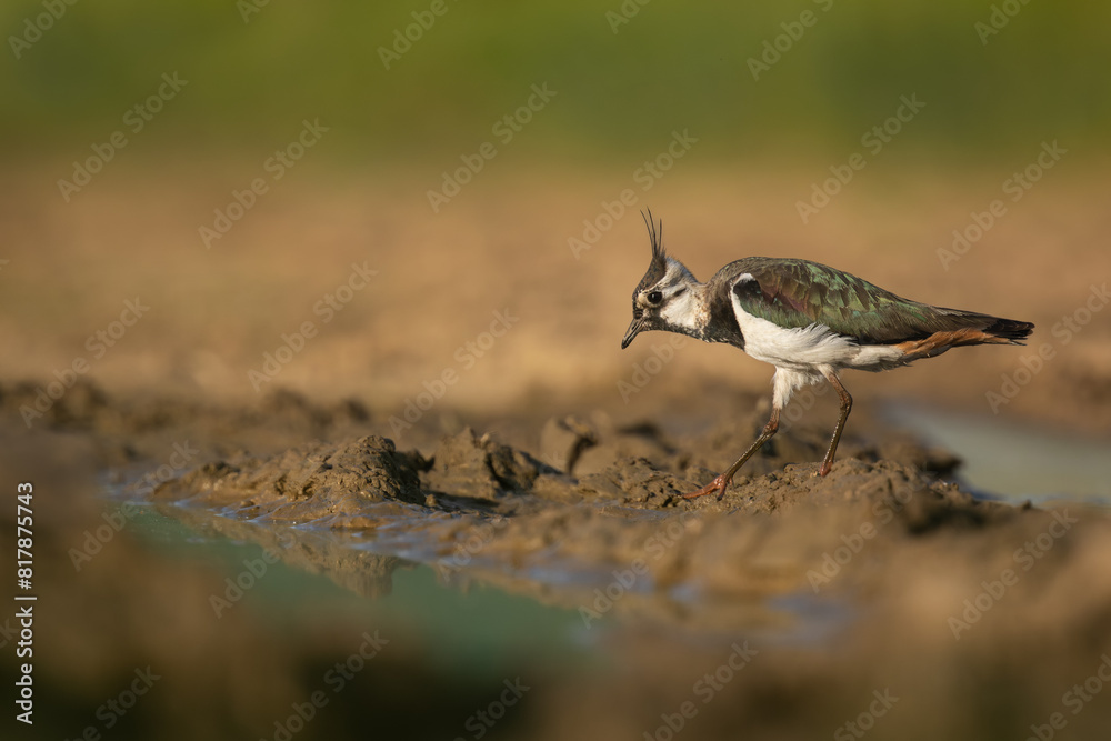 Northern lapwing is lookiing for food on the edge of the water. Vanellus vanellus, Slovakia, wildlife. Northern lapwing is lookiing for food on the edge of the water. Vanellus vanellus, Slovakia, wildlife.