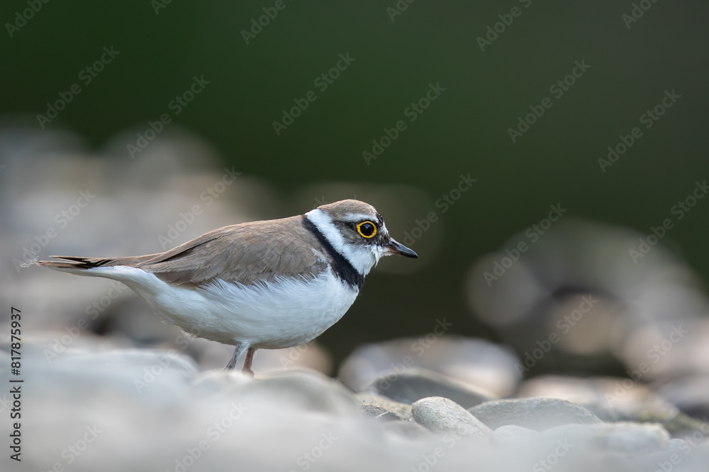 Portrait of Little ringed plover, bird standing on the stone beach. Charadrius dubius, Slovakia, wildlife Portrait of Little ringed plover, bird standing on the stone beach. Charadrius dubius, Slovakia, wildlife