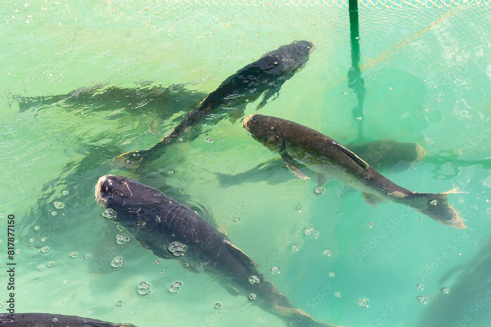 Fototapeta premium Carp fish swimming together in the pool