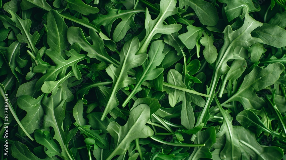Arugula Close-Up, Fresh Green Leaves Arranged in a Lush and Organic Texture Arugula Close-Up, Fresh Green Leaves Arranged in a Lush and Organic Texture