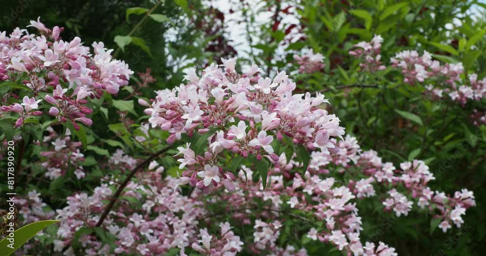 Beauty Bush (Kolkwitzia amabilis) Shrub with graceful spreading branches carrying numerous of light pink flowers bell-shaped and reddish buds above ovate green leaves slightly toothed
Beauty Bush (Kolkwitzia amabilis) Shrub with graceful spreading branches carrying numerous of light pink flowers bell-shaped and reddish buds above ovate green leaves slightly toothed