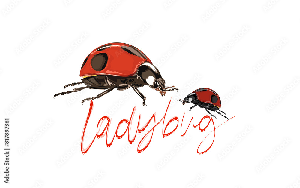 Fototapeta premium a pair of ladybugs without background