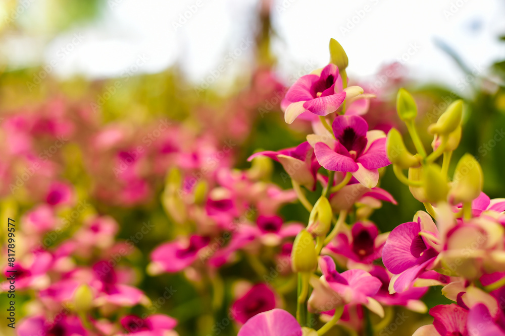 Fototapeta premium pink tulips in spring