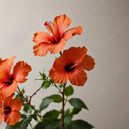 bouquet of flowers