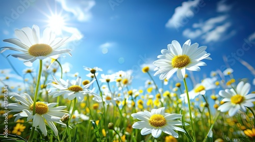 Serene Nature Scene with Daisies and Tall Grass