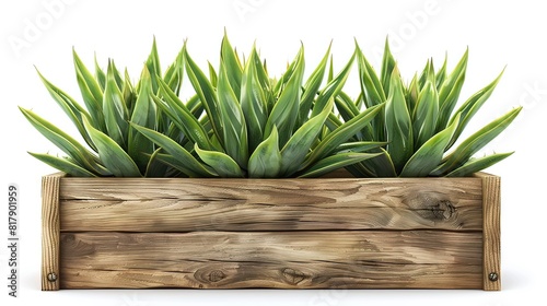 Serene Succulent Arrangement on Wooden Planter Box