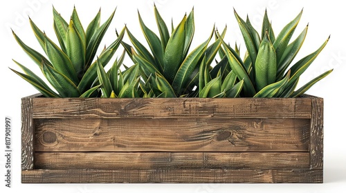 Weathered Wooden Planter Box with Succulents