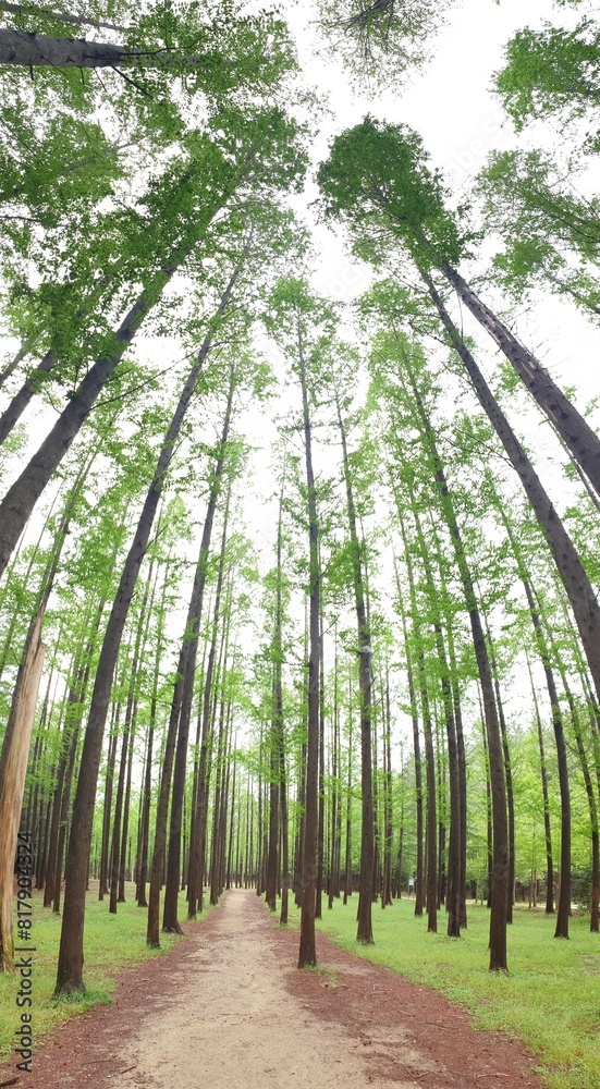 Fototapeta premium 힐링 되는 멋지고 아름다운 메타세쿼이아숲 - Metasequoia Forest