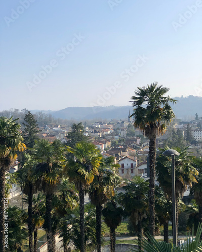 South of France Palm Trees
