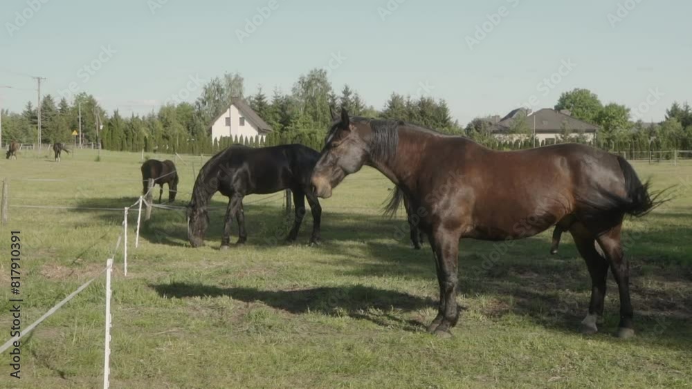 A stallion with a large penis grazes in a levada surrounded by an electric shepherd. A domestic horse is grazing in a paddock on the green grass. A stallion with a large penis grazes in a levada surrounded by an electric shepherd. A domestic horse is grazing in a paddock on the green grass.