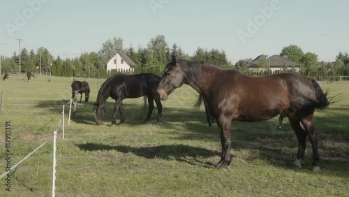 A stallion with a large penis grazes in a levada surrounded by an electric shepherd. A domestic horse is grazing in a paddock on the green grass.