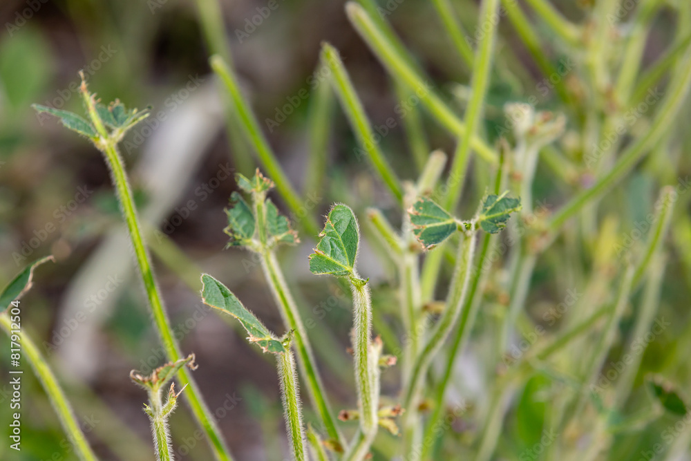 Soybean field with crop damage caused by geese eating leaves. Animal crop damage, agriculture pests and farming concept.