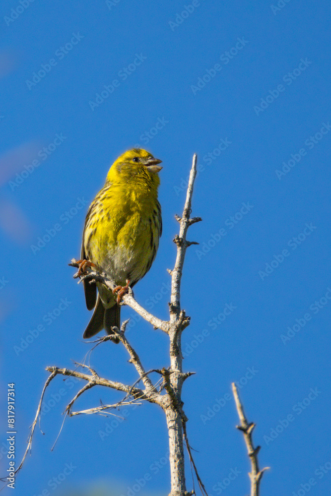 European Serin perched on a branch in the morning light European Serin perched on a branch in the morning light