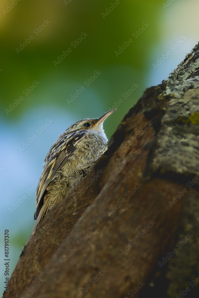 Short-toed Treecreeper in morning light Short-toed Treecreeper in morning light