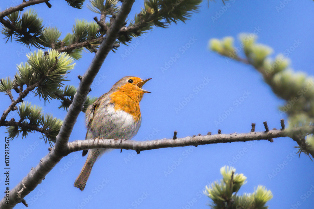 European Robin perched on a branch in the morning light European Robin perched on a branch in the morning light