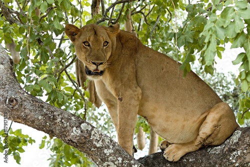 Lioness  Panthera leo  on a tree in South Luangwa National Park. Zambia. Africa.