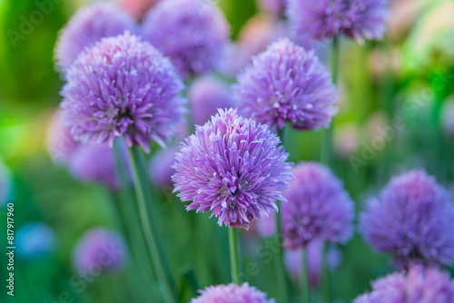 Blossom chive in the summer day